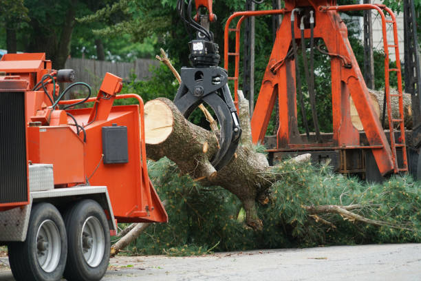 Best Tree Maintenance Programs  in USA